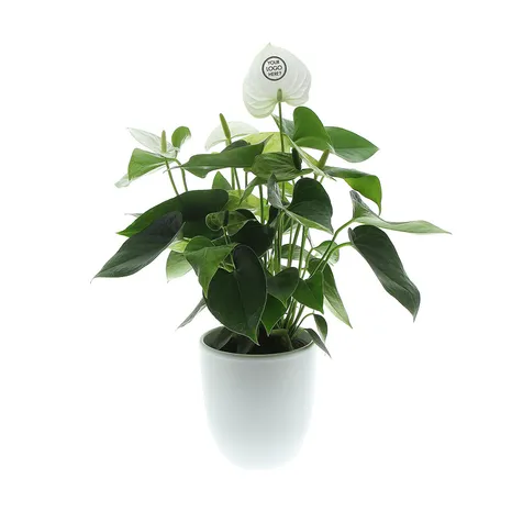 Message Printz® - Anthurium plant